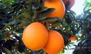 橙子成熟季节 橙子几月份成熟